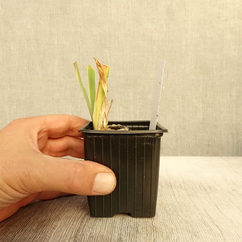 Esimerkki syksyllä toimitetusta Saksankurjenmiekka Cutie 8/9 cm taimiruukku-taimesta