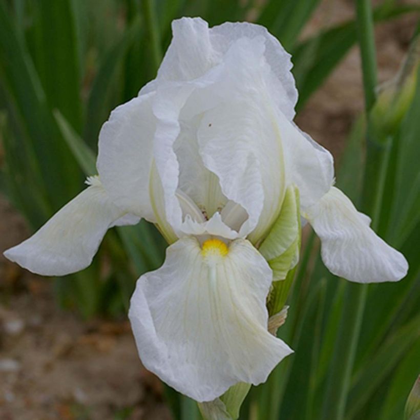Saksankurjenmiekka Dame Blanche (Kukinta)