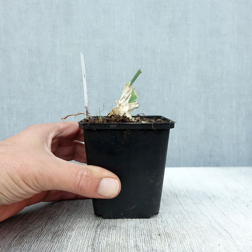 Esimerkki syksyllä toimitetusta Saksankurjenmiekka Dame Blanche 8/9 cm taimiruukku-taimesta