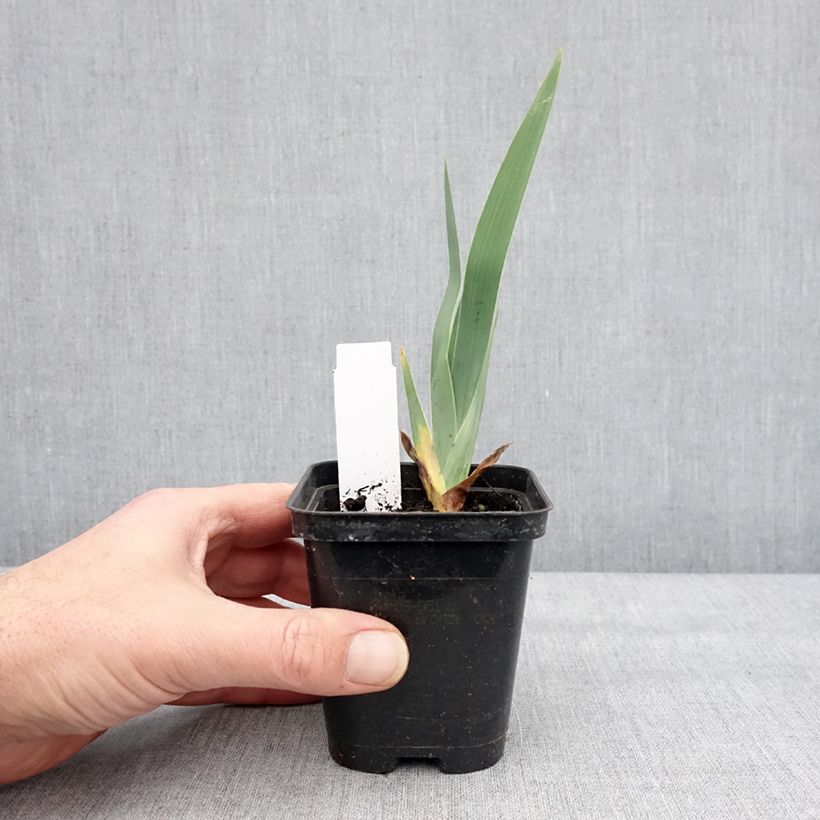 Esimerkki talvella toimitetusta Saksankurjenmiekka Dame de Coeur 8/9 cm taimiruukku-taimesta