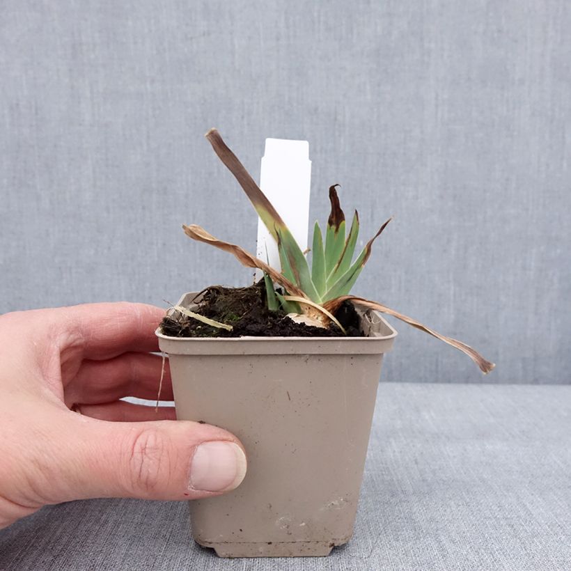 Esimerkki talvella toimitetusta Saksankurjenmiekka Danse du Feu 8/9 cm taimiruukku-taimesta