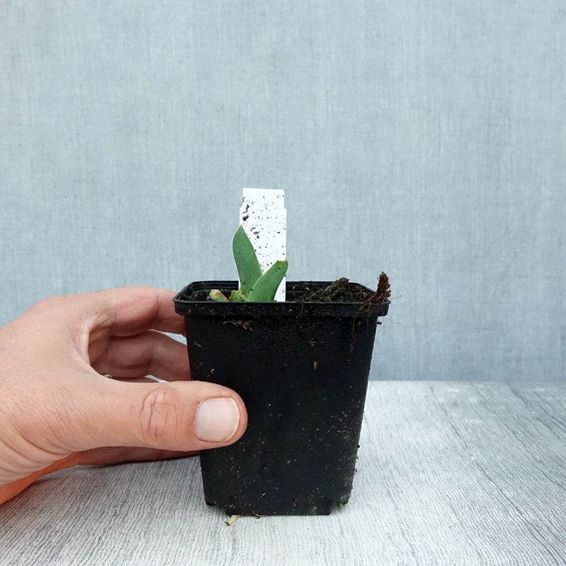 Esimerkki syksyllä toimitetusta Saksankurjenmiekka Dating A Royal 8/9 cm taimiruukku-taimesta