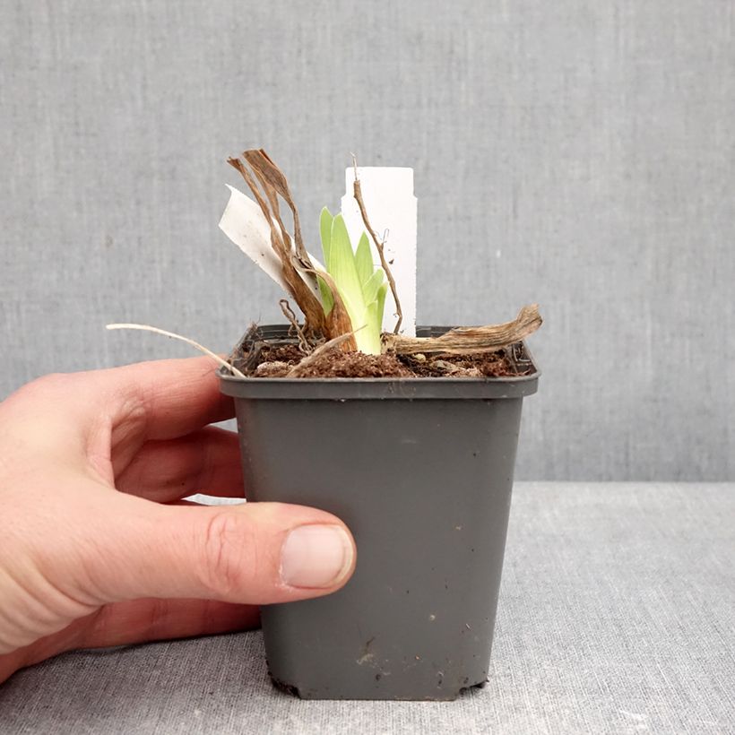 Esimerkki talvella toimitetusta Saksankurjenmiekka Deep Dark Secret 8/9 cm taimiruukku-taimesta