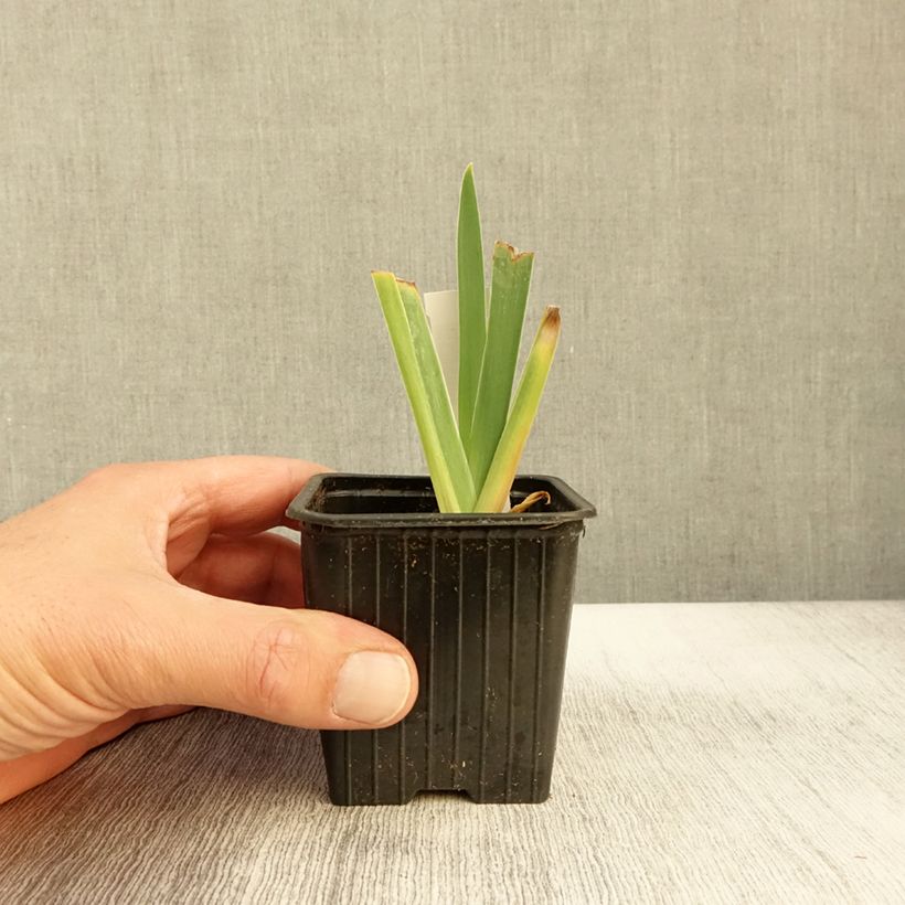 Esimerkki syksyllä toimitetusta Saksankurjenmiekka Delicato 8/9 cm taimiruukku-taimesta