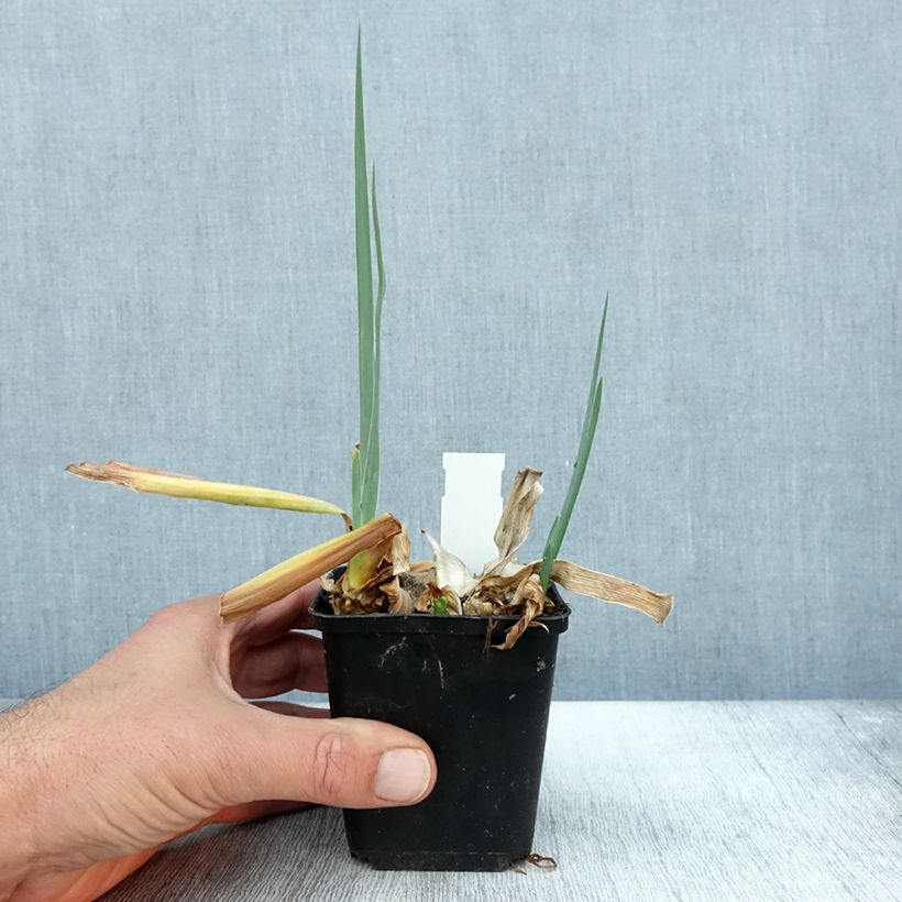Esimerkki syksyllä toimitetusta Saksankurjenmiekka Dernier Cri 8/9 cm taimiruukku-taimesta