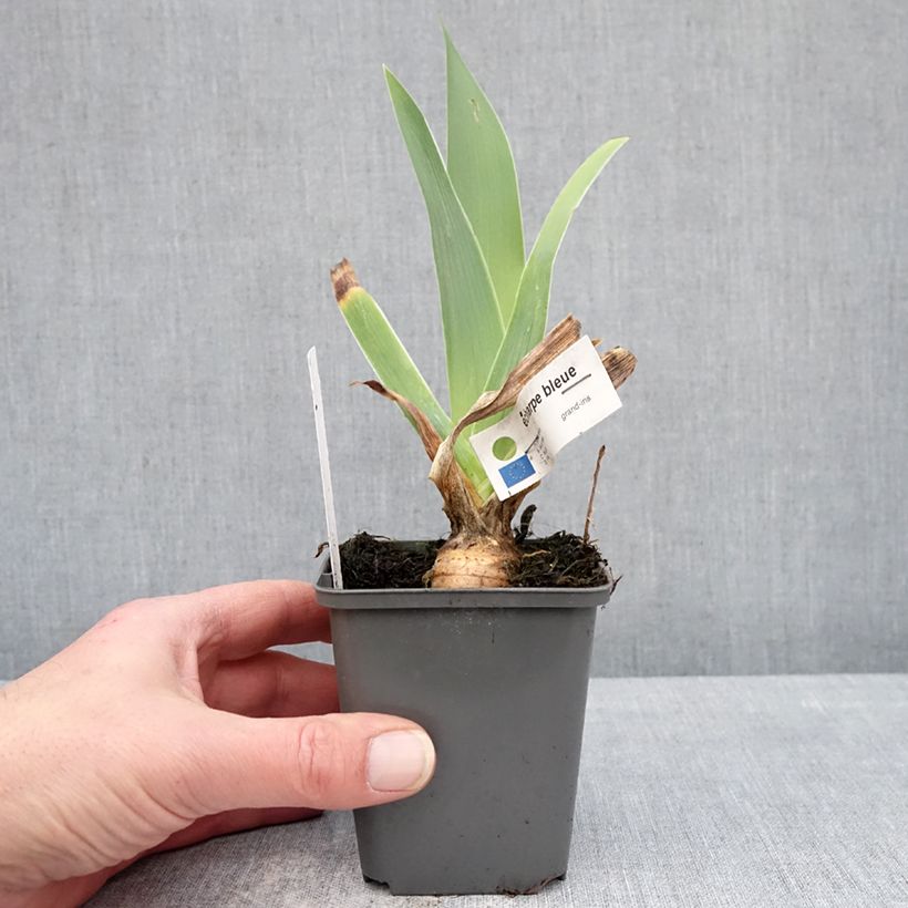 Esimerkki talvella toimitetusta Saksankurjenmiekka Écharpe Bleue 8/9 cm taimiruukku-taimesta
