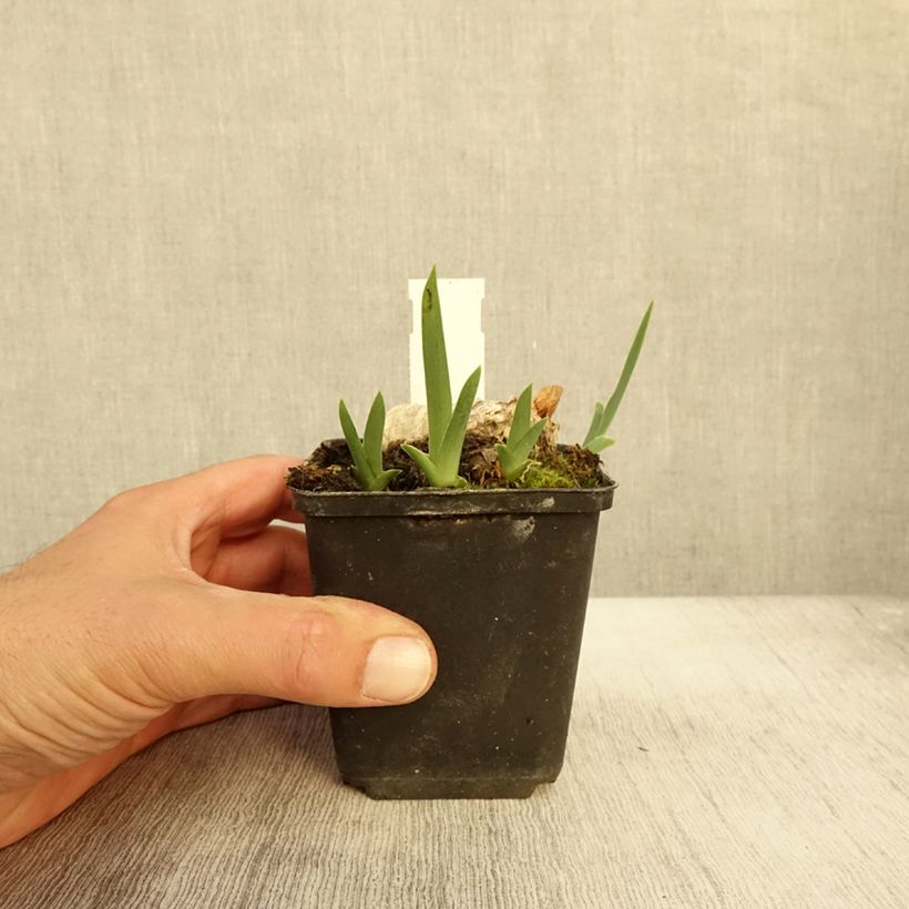 Esimerkki syksyllä toimitetusta Saksankurjenmiekka En Ebullition 8/9 cm taimiruukku-taimesta