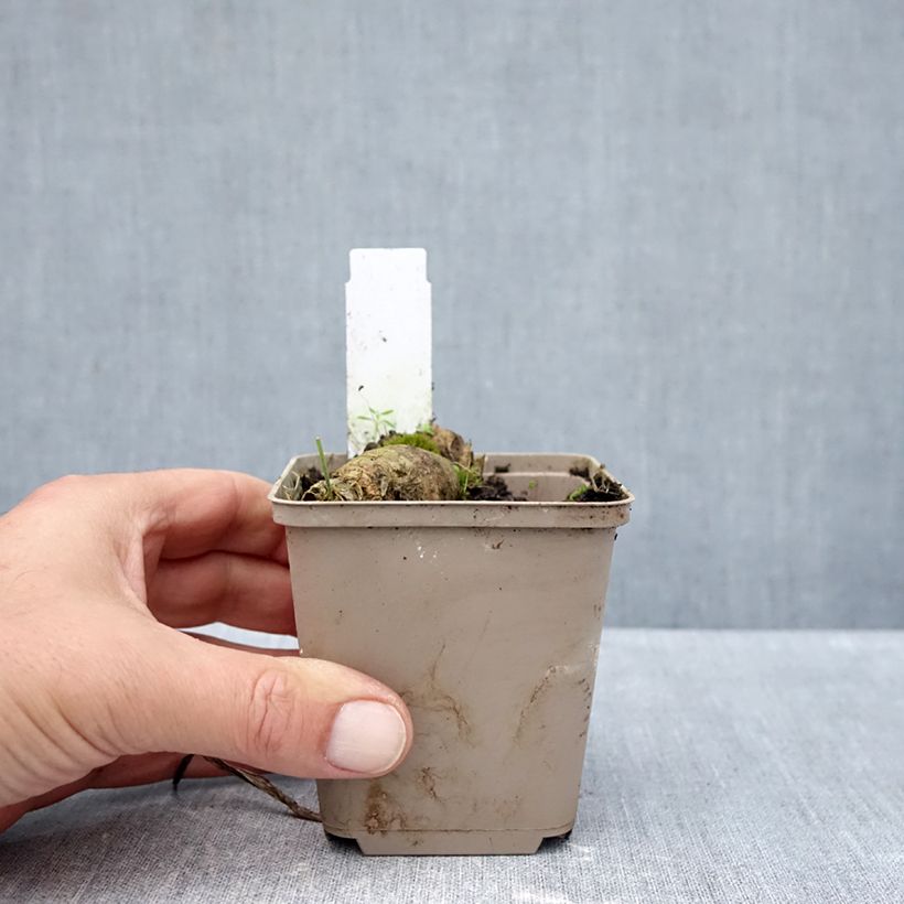 Esimerkki syksyllä toimitetusta Saksankurjenmiekka En Pointillés 8/9 cm taimiruukku-taimesta