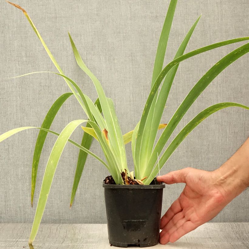 Esimerkki kesällä toimitetusta Iris germanica English cottage - Iris des jardins remontant Pot de 1,5L/2L-taimesta