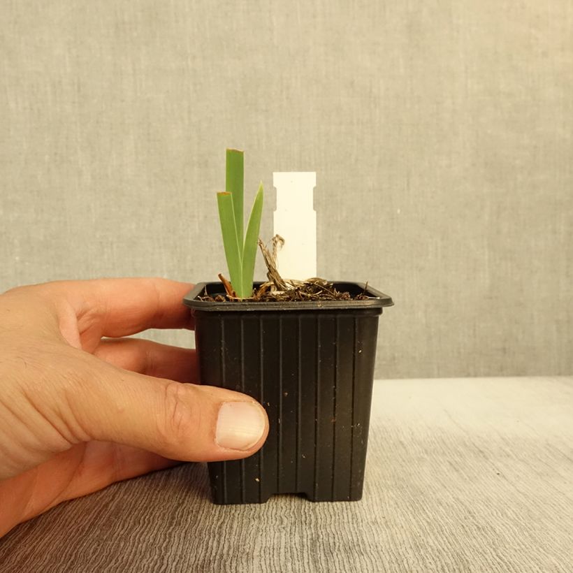 Esimerkki syksyllä toimitetusta Saksankurjenmiekka Flaming Dragon 8/9 cm taimiruukku-taimesta