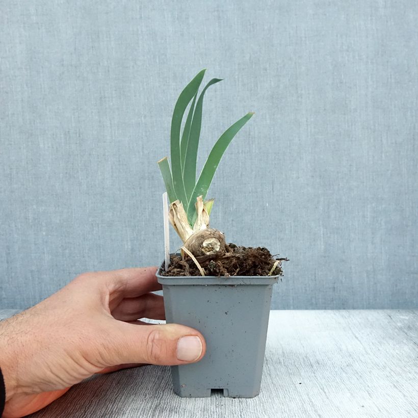 Esimerkki syksyllä toimitetusta Saksankurjenmiekka Frison-Roche 8/9 cm taimiruukku-taimesta