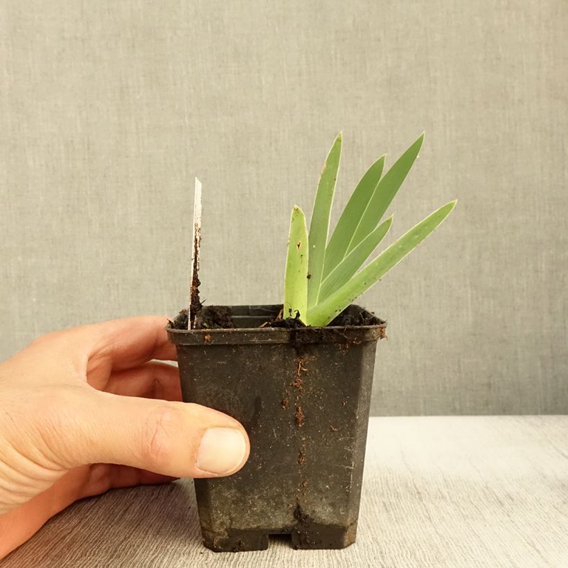 Esimerkki syksyllä toimitetusta Saksankurjenmiekka Galopade 8/9 cm taimiruukku-taimesta