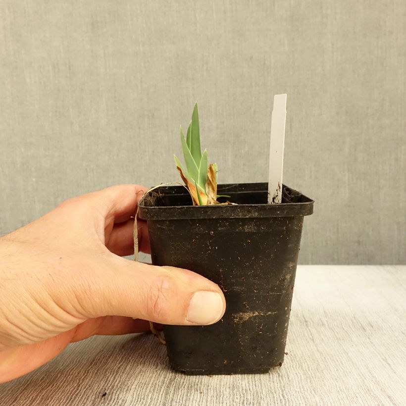 Esimerkki syksyllä toimitetusta Saksankurjenmiekka Gérard Brière 8/9 cm taimiruukku-taimesta