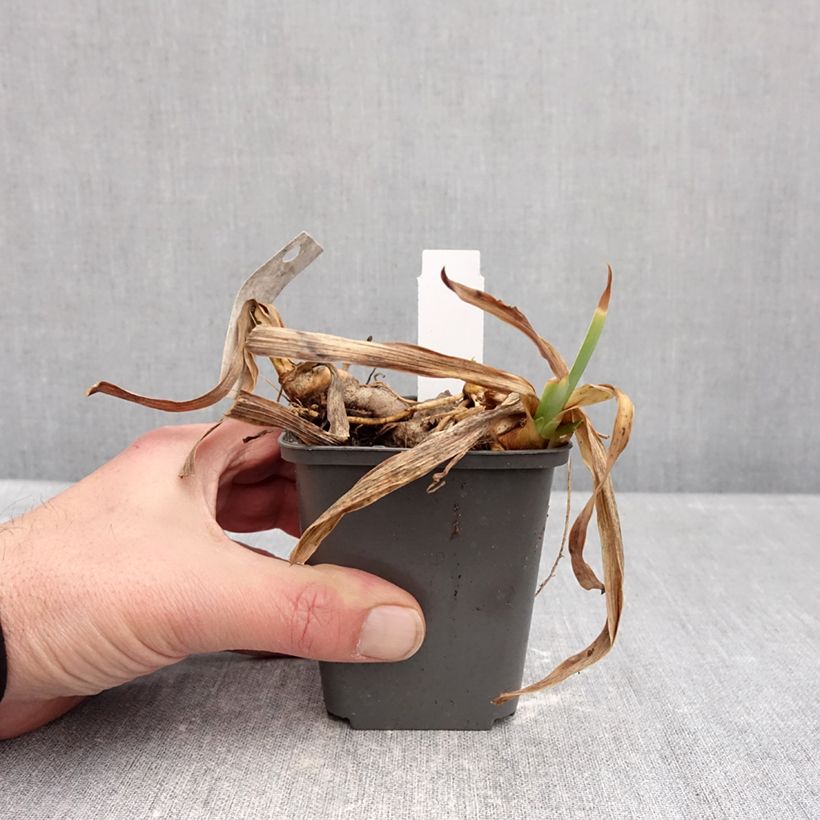 Esimerkki talvella toimitetusta Saksankurjenmiekka Gracchus 8/9 cm taimiruukku-taimesta
