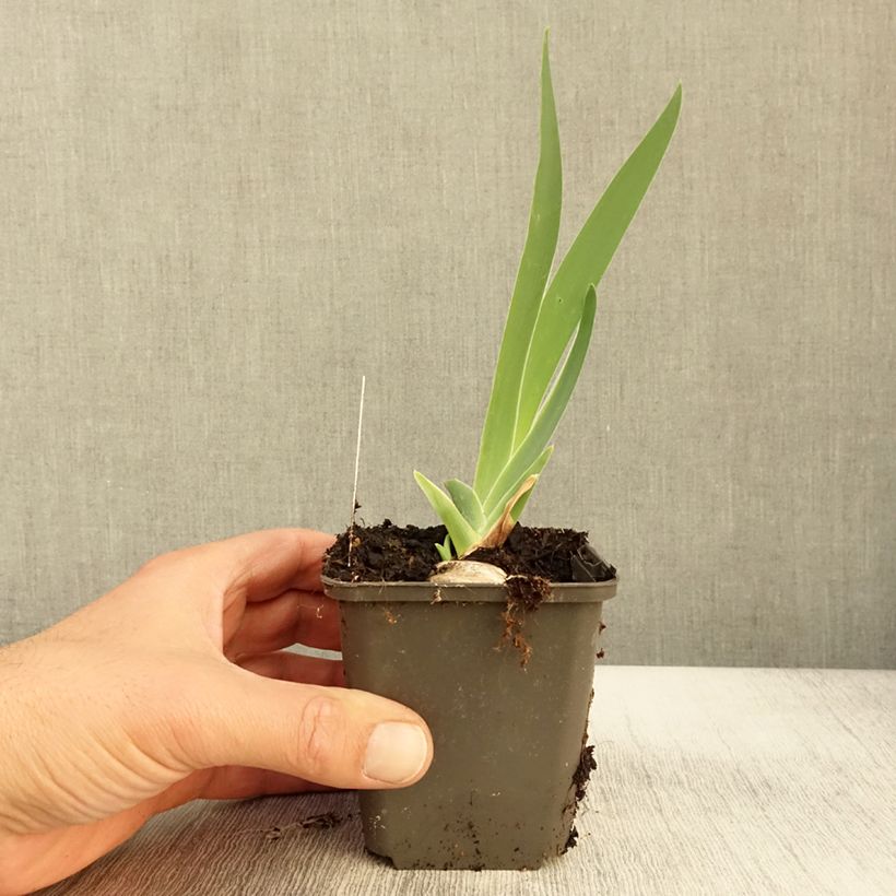 Esimerkki syksyllä toimitetusta Saksankurjenmiekka Grand Canari 8/9 cm taimiruukku-taimesta