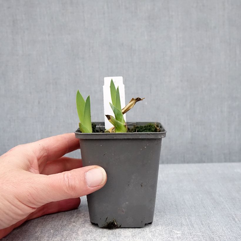 Esimerkki talvella toimitetusta Saksankurjenmiekka Heure Bleue 8/9 cm taimiruukku-taimesta
