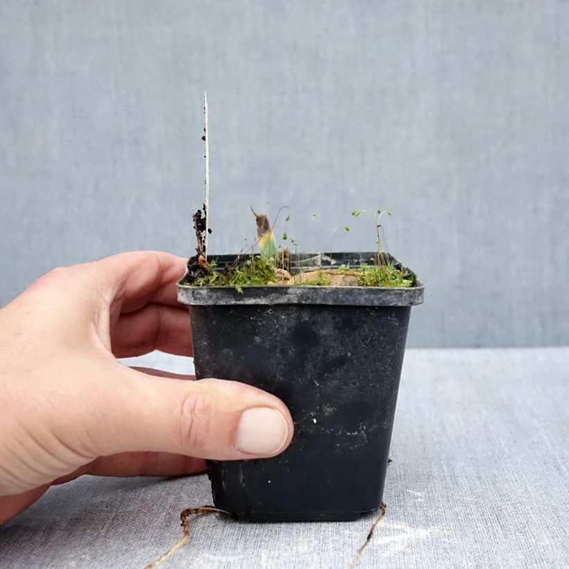 Esimerkki syksyllä toimitetusta Saksankurjenmiekka Inviting 8/9 cm taimiruukku-taimesta