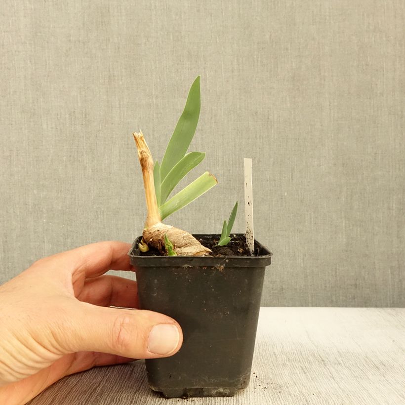 Esimerkki syksyllä toimitetusta Saksankurjenmiekka Lark Ascending 8/9 cm taimiruukku-taimesta