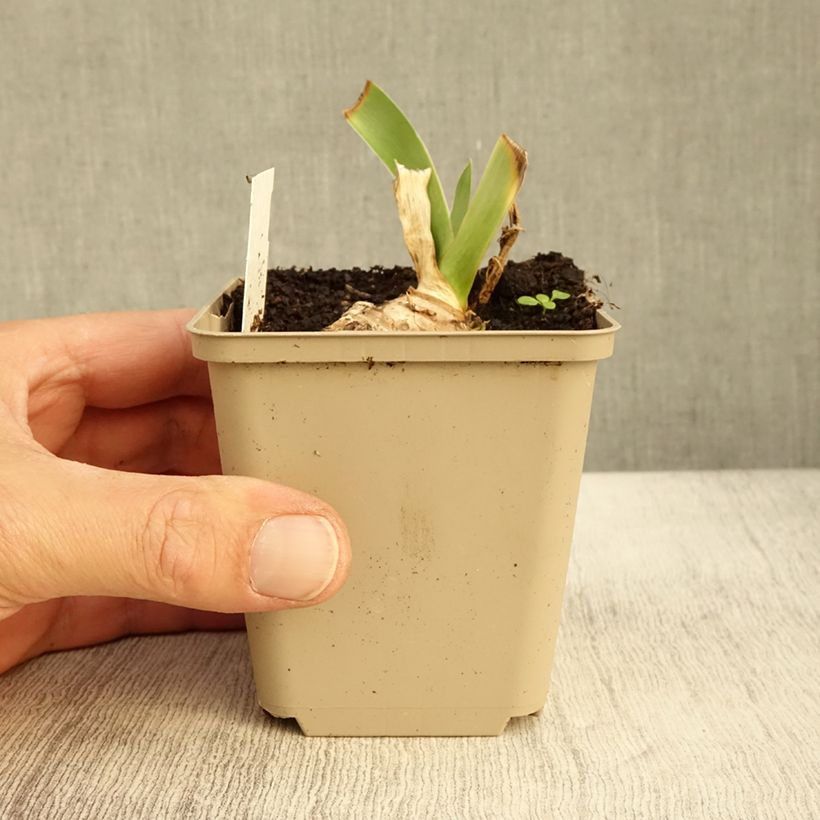 Esimerkki syksyllä toimitetusta Saksankurjenmiekka Ma Mie 8/9 cm taimiruukku-taimesta