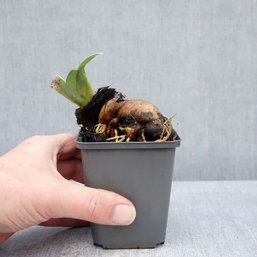 Esimerkki talvella toimitetusta Saksankurjenmiekka Mallow dramatic 8/9 cm taimiruukku-taimesta