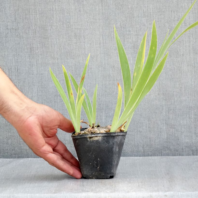 Esimerkki kesällä toimitetusta Saksankurjenmiekka Marron Chaud 8/9 cm taimiruukku-taimesta