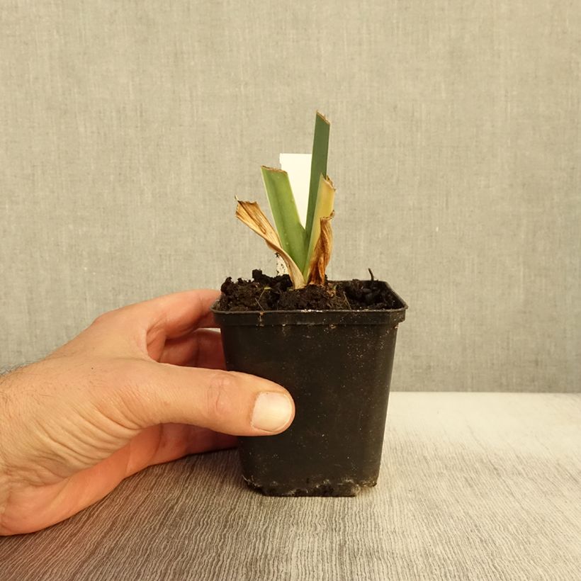 Esimerkki syksyllä toimitetusta Saksankurjenmiekka Marron Chaud 8/9 cm taimiruukku-taimesta