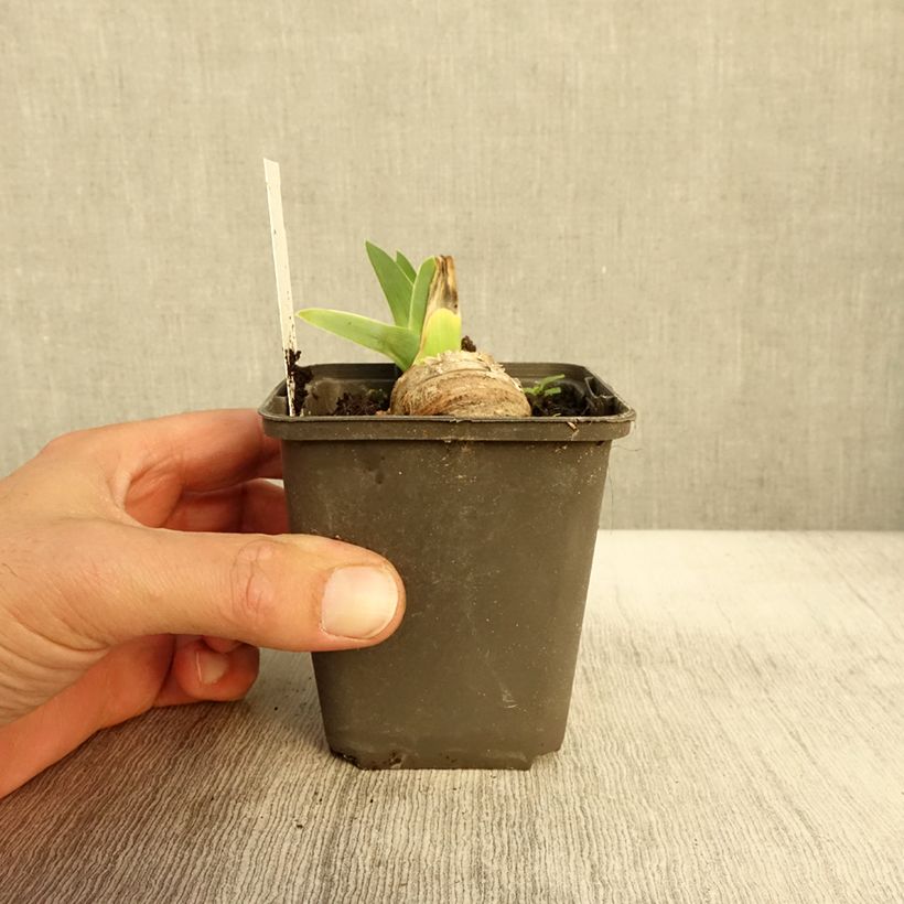 Esimerkki syksyllä toimitetusta Saksankurjenmiekka Master Plan 8/9 cm taimiruukku-taimesta