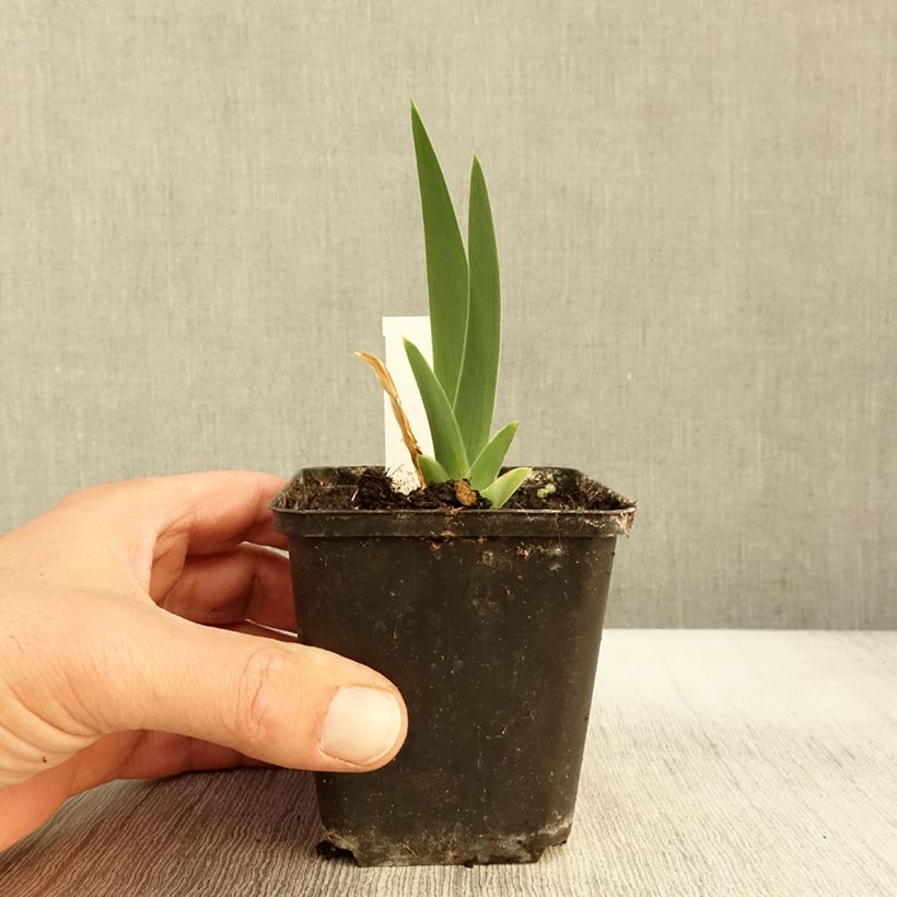 Esimerkki syksyllä toimitetusta Saksankurjenmiekka Modern Woman 8/9 cm taimiruukku-taimesta