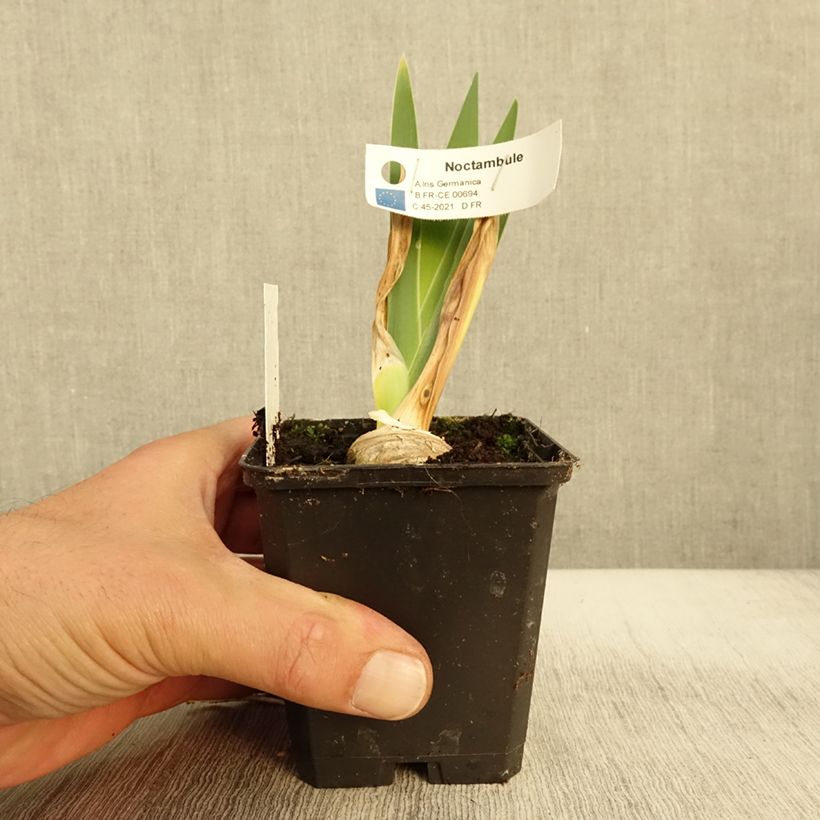 Esimerkki syksyllä toimitetusta Iris germanica Noctambule - Iris des Jardins Godet de 8/9 cm-taimesta
