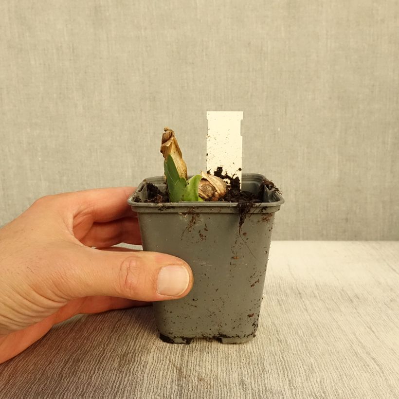 Esimerkki syksyllä toimitetusta Saksankurjenmiekka Oh! Susannah 8/9 cm taimiruukku-taimesta