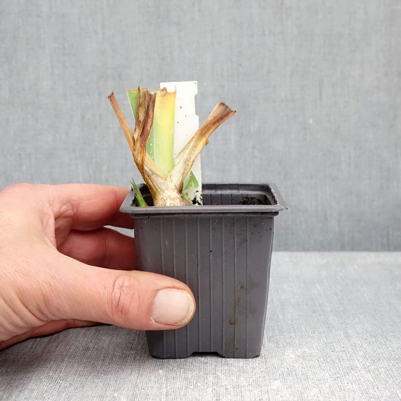 Esimerkki syksyllä toimitetusta Saksankurjenmiekka Ola Kala 8/9 cm taimiruukku-taimesta