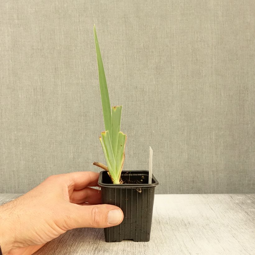 Esimerkki syksyllä toimitetusta Saksankurjenmiekka Peach Frost 8/9 cm taimiruukku-taimesta