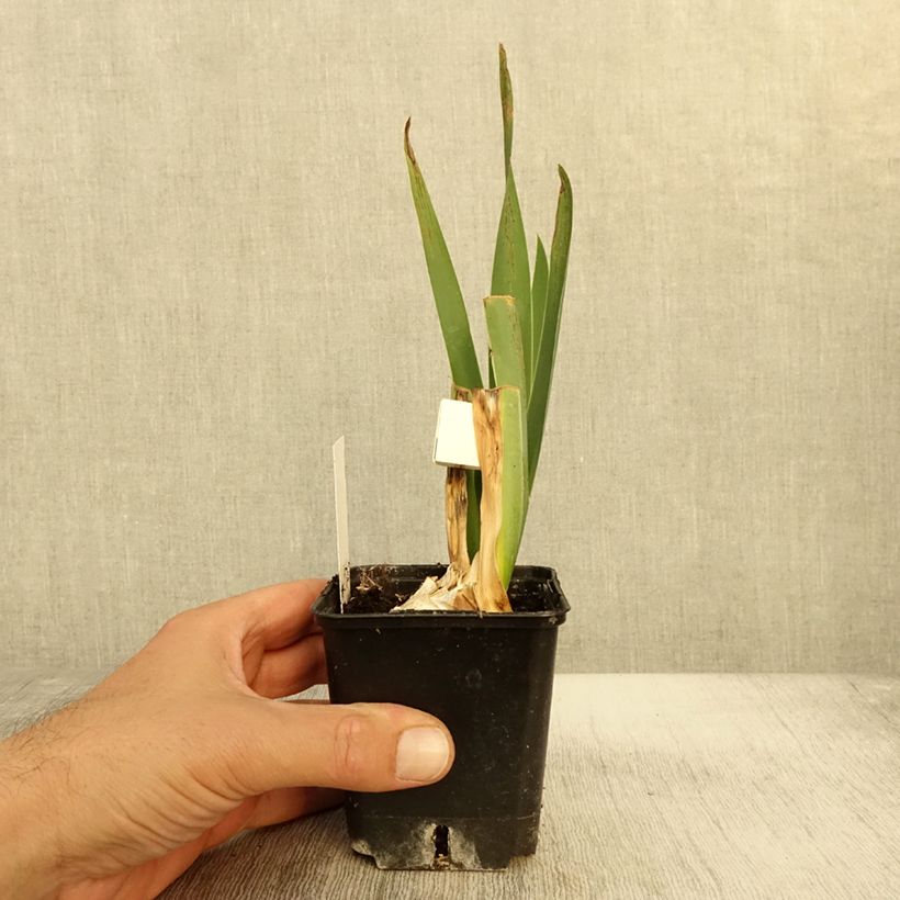 Esimerkki syksyllä toimitetusta Iris germanica Plaisantin - Iris des Jardins Godet de 8/9 cm-taimesta
