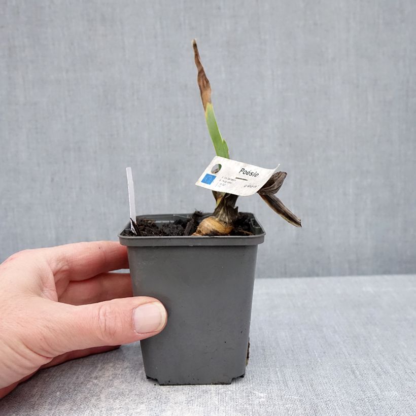 Esimerkki talvella toimitetusta Saksankurjenmiekka Poésie 8/9 cm taimiruukku-taimesta