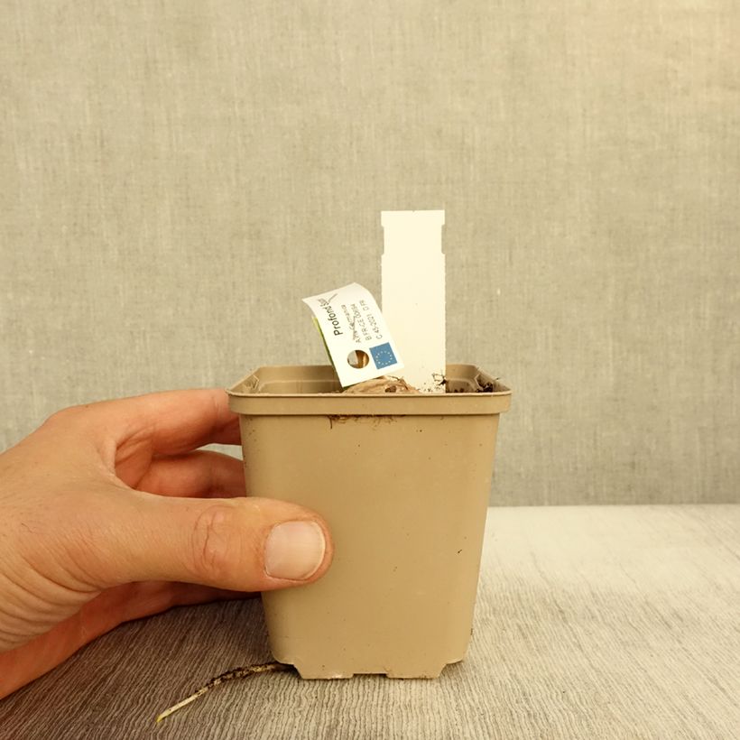 Esimerkki syksyllä toimitetusta Saksankurjenmiekka Profond Soupir 8/9 cm taimiruukku-taimesta