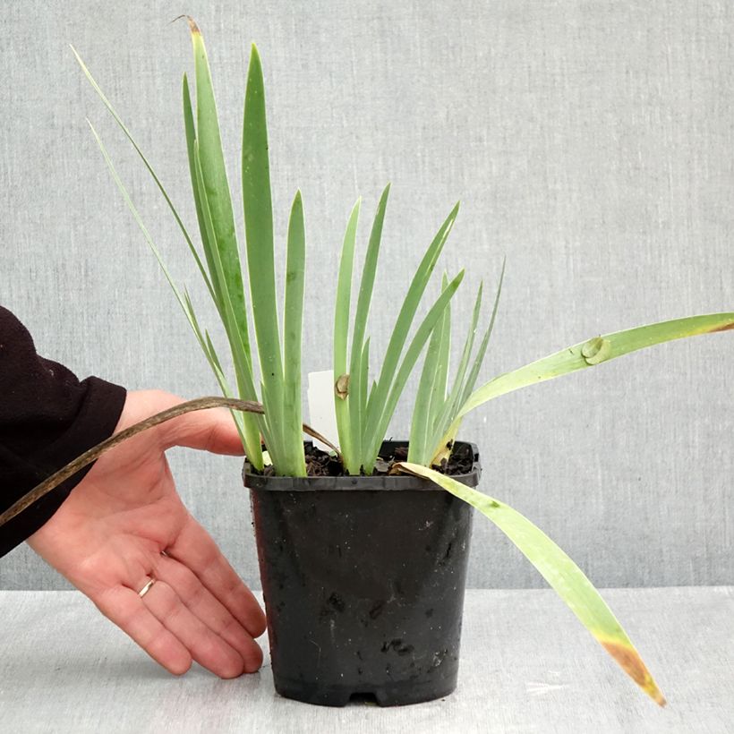 Esimerkki syksyllä toimitetusta Saksankurjenmiekka Red Orchid 1,5 litran / 2 litran kannu-taimesta