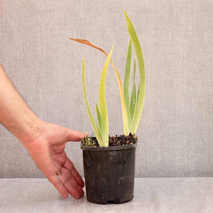 Esimerkki kesällä toimitetusta Saksankurjenmiekka Red Orchid 1,5 litran / 2 litran kannu-taimesta