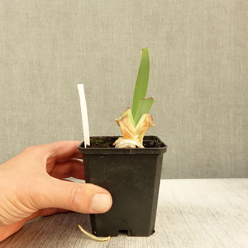 Esimerkki syksyllä toimitetusta Iris germanica Rosalie Figge - Iris des Jardins Godet de 8/9 cm-taimesta