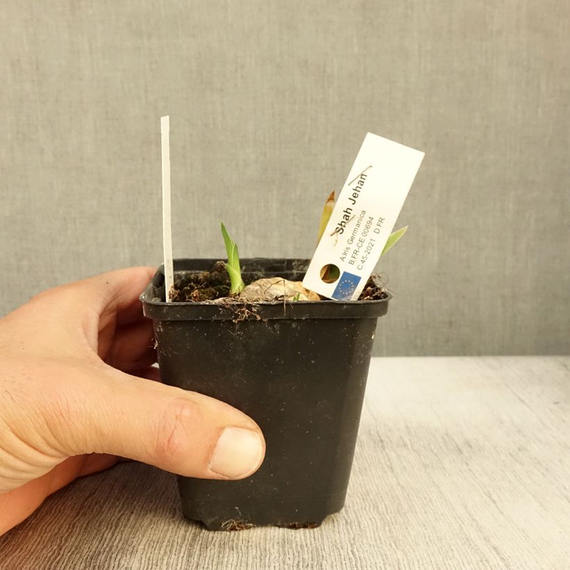 Esimerkki syksyllä toimitetusta Saksankurjenmiekka Shah Jehan 8/9 cm taimiruukku-taimesta