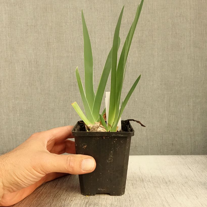 Esimerkki syksyllä toimitetusta Saksankurjenmiekka Sharper Image 8/9 cm taimiruukku-taimesta
