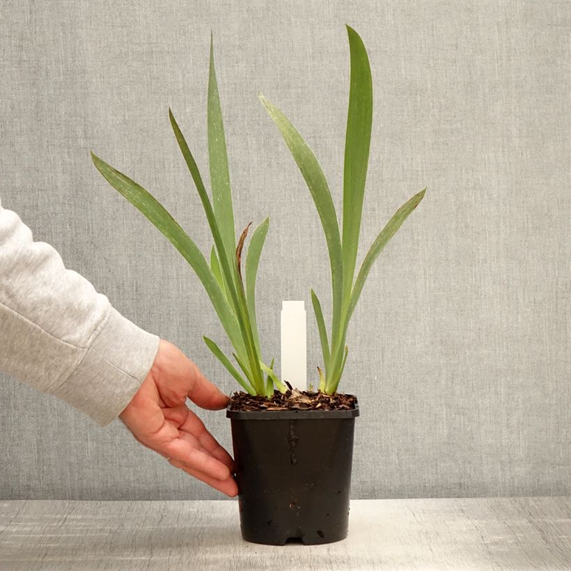 Esimerkki keväällä toimitetusta Iris germanica Siva Siva - Iris des Jardins Pot de 1,5L/2L-taimesta