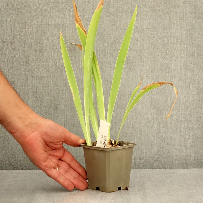 Esimerkki kesällä toimitetusta Saksankurjenmiekka Sorcellerie 8/9 cm taimiruukku-taimesta