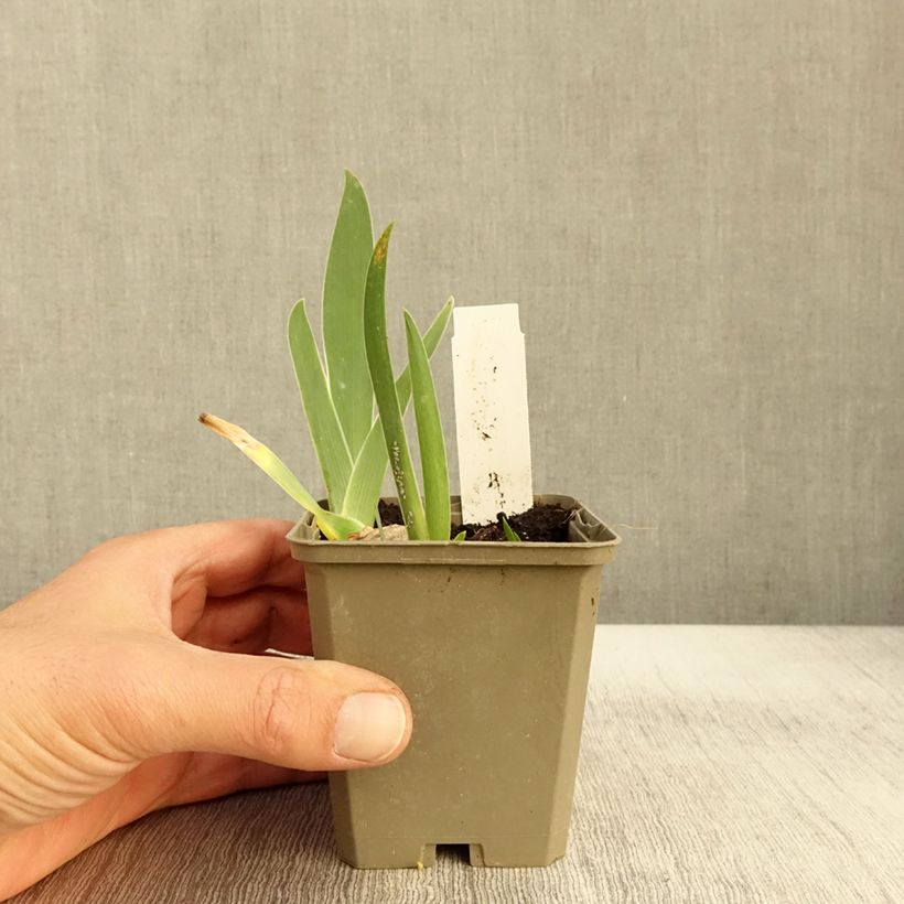 Esimerkki syksyllä toimitetusta Saksankurjenmiekka Sorcellerie 8/9 cm taimiruukku-taimesta
