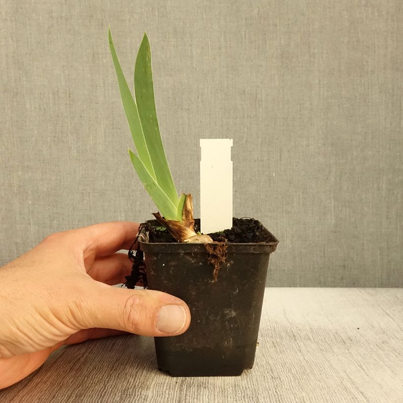 Esimerkki syksyllä toimitetusta Saksankurjenmiekka Sovereign Crown 8/9 cm taimiruukku-taimesta