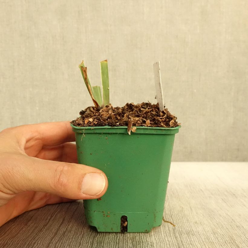 Esimerkki syksyllä toimitetusta Saksankurjenmiekka Stellata 8/9 cm taimiruukku-taimesta