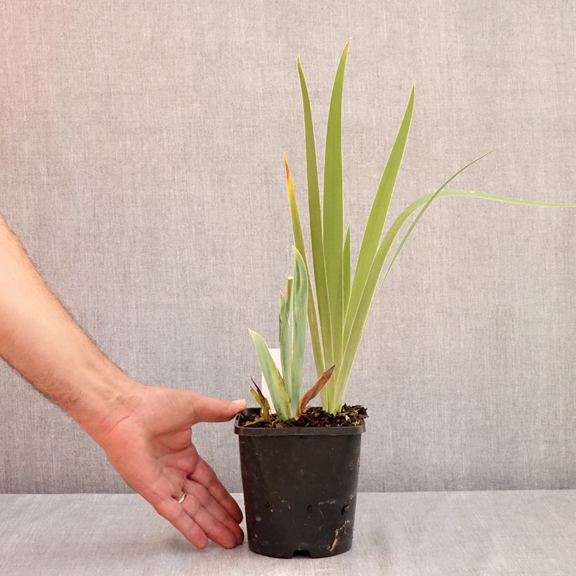 Esimerkki kesällä toimitetusta Iris germanica Sunset Sky - Iris des Jardins Pot de 1,5L/2L-taimesta