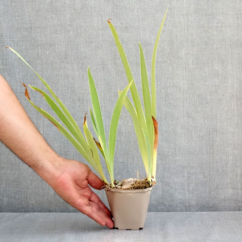 Esimerkki kesällä toimitetusta Iris germanica Sur la plage - Iris des Jardins Godet de 8/9 cm-taimesta
