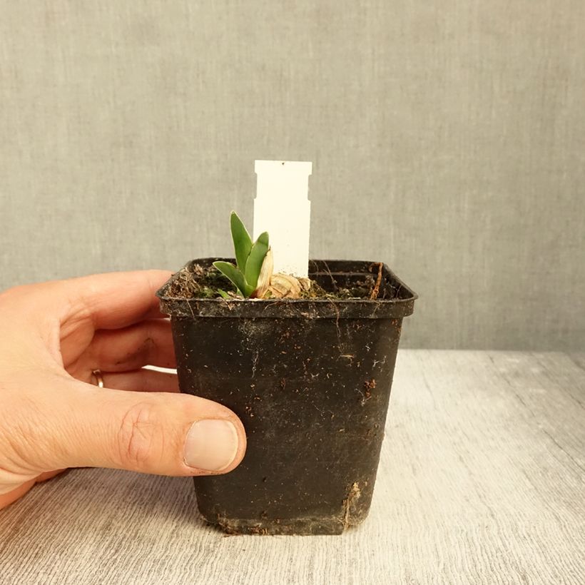 Esimerkki syksyllä toimitetusta Saksankurjenmiekka Surface Irisée 8/9 cm taimiruukku-taimesta
