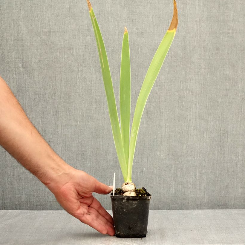 Esimerkki kesällä toimitetusta Saksankurjenmiekka Tel Arlequin 8/9 cm taimiruukku-taimesta