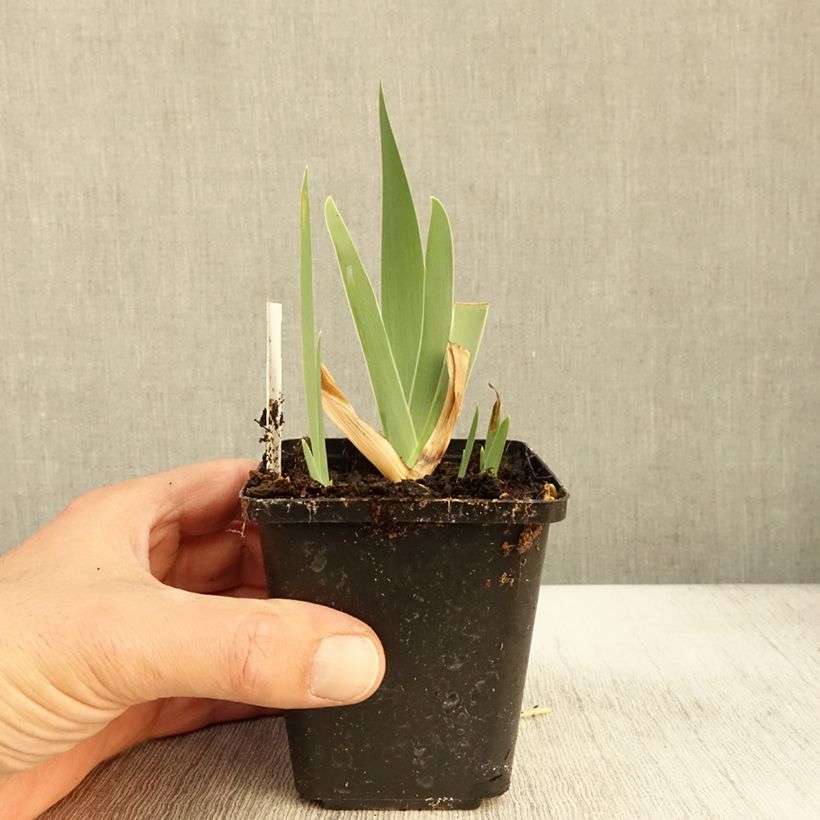 Esimerkki syksyllä toimitetusta Saksankurjenmiekka Urluberlu 8/9 cm taimiruukku-taimesta